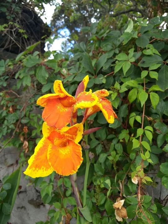 The first, out of many flowers