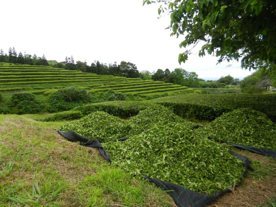 Harvesting tea at the Ch&aacute; Gorreana plantation