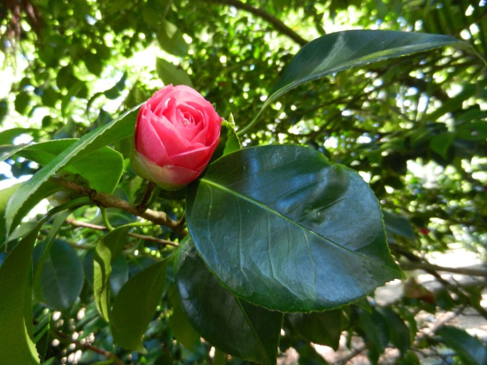 ... you guessed it, more flowers ...