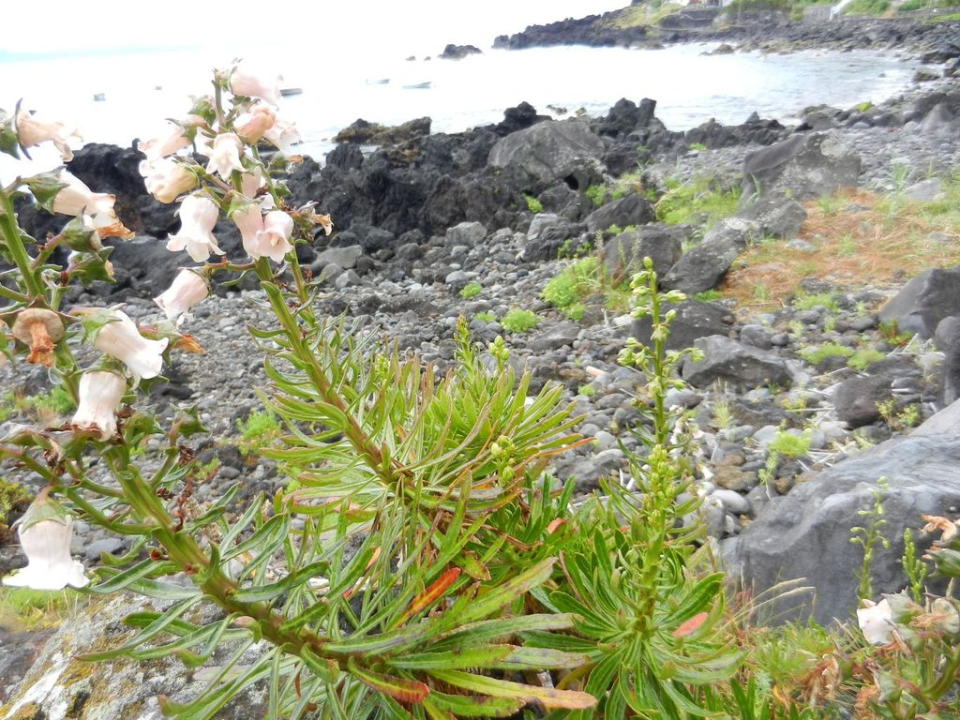 Where we also found some Azorina vidalii, endemic to the Azores