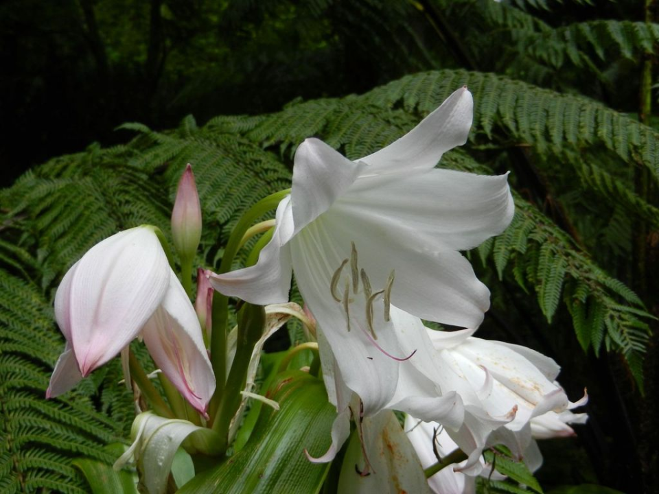 Oh ... did I mention there were more flowers? ... In white ...