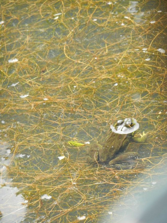 ... which for the most part didn't help in my attempts to take their picture