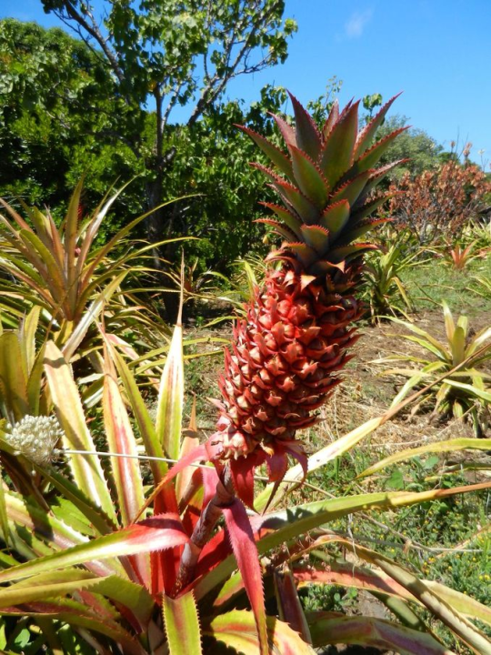 ... and also the first (and last) time one of the signature fruits of the Azores: Pineapples