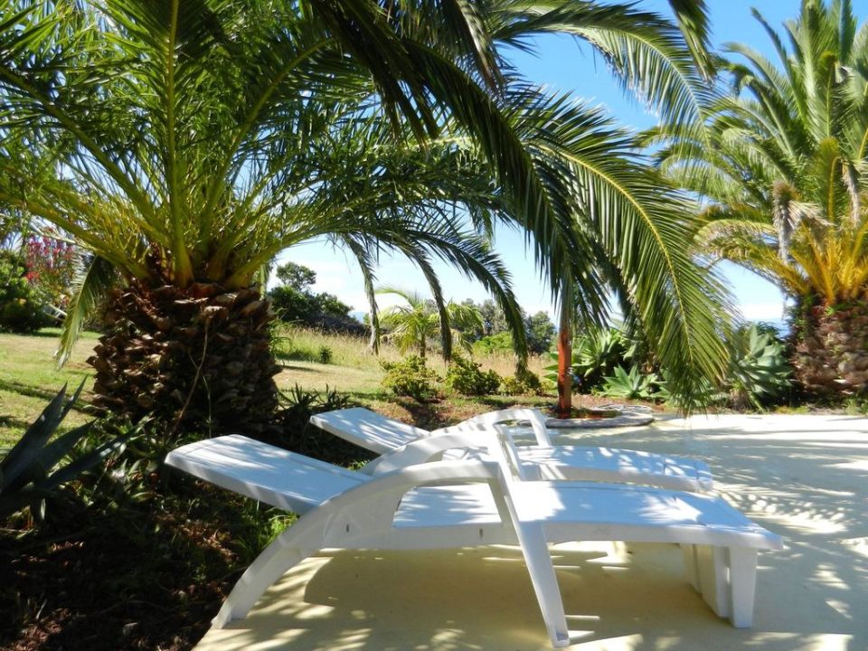 Resting under palm trees