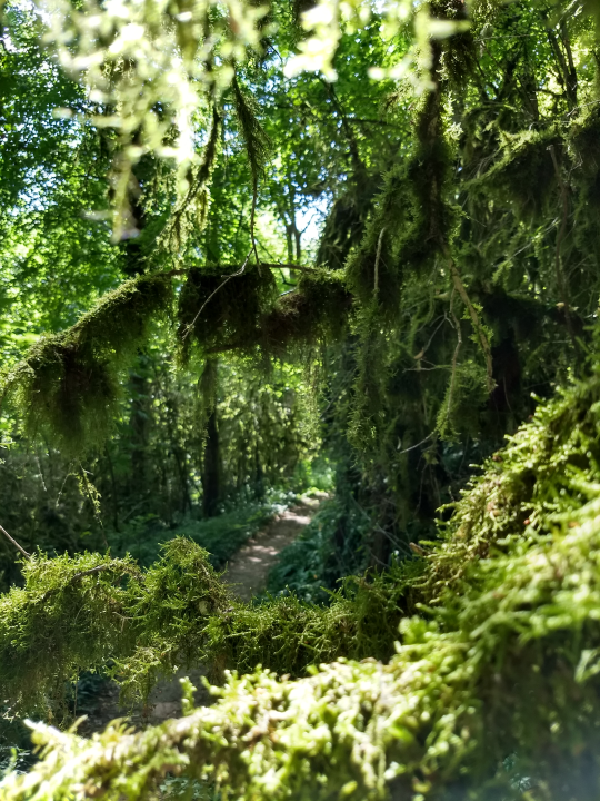 On our hike we encountered lots of mossy trees which made the path look as if we were in a fairy tale.